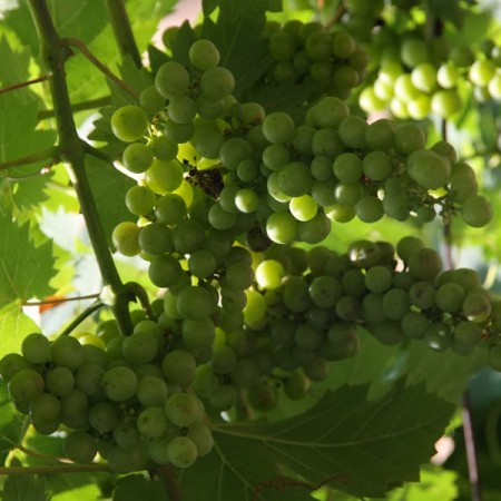 Grapes